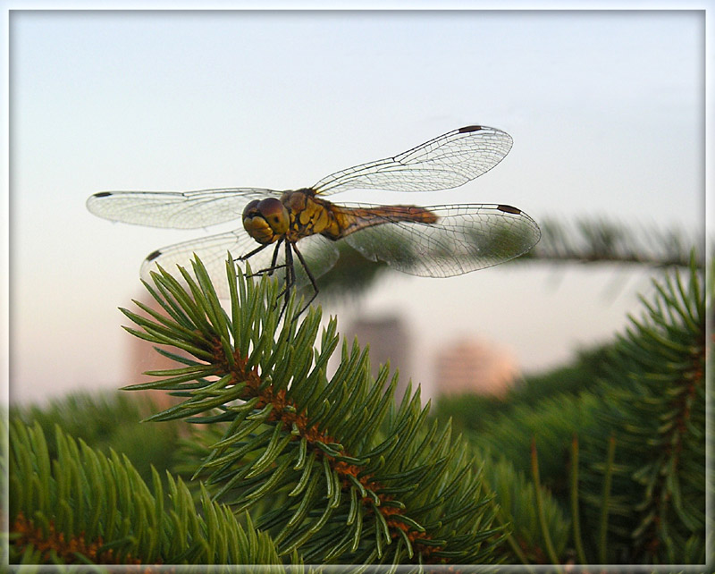 фото "стрекоза" метки: природа, макро и крупный план, насекомое