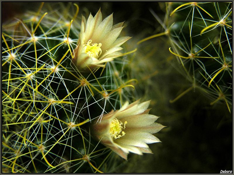 photo "***" tags: nature, flowers