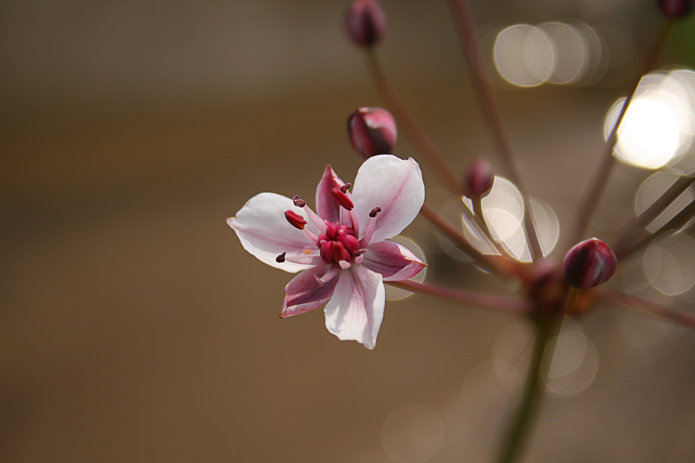 фото "flower" метки: природа, цветы