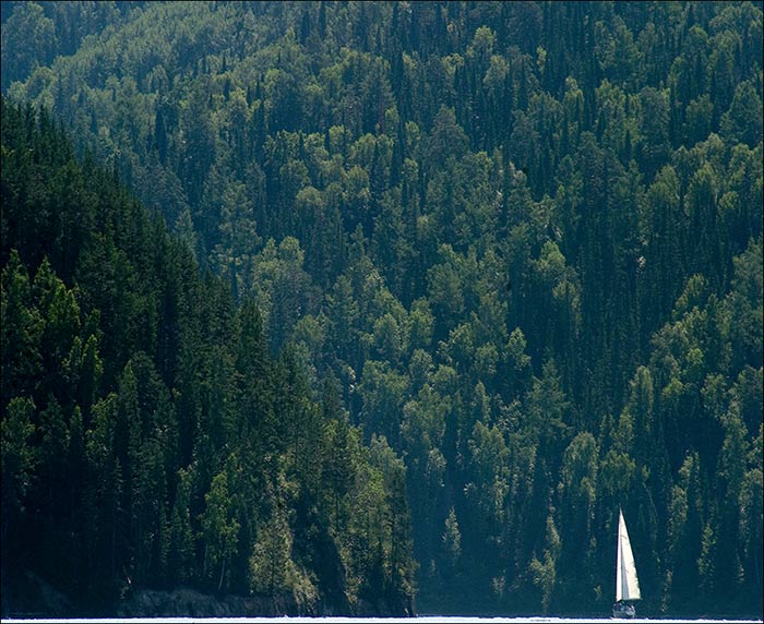 photo "Taiga Dutchman" tags: landscape, forest, summer