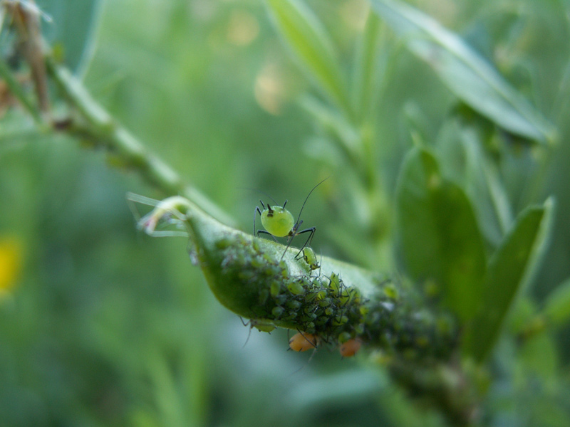 фото "другой мир" метки: природа, макро и крупный план, насекомое