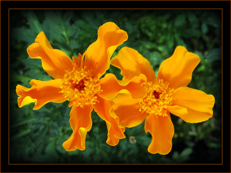 photo "***" tags: nature, flowers