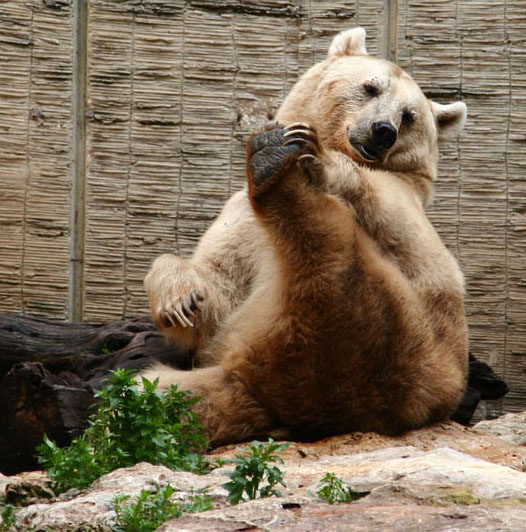 photo "Bear exercises" tags: nature, wild animals