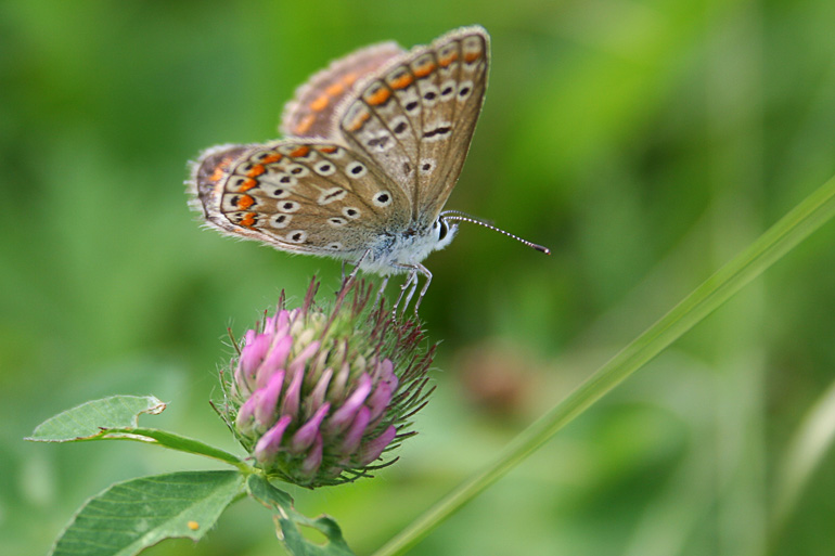 photo "***" tags: nature, macro and close-up, 