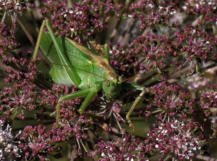 фото "Портрет в зеленом" метки: природа, насекомое