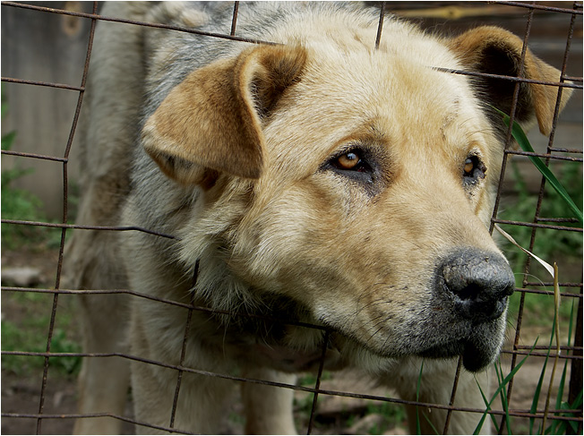 photo "***" tags: nature, pets/farm animals