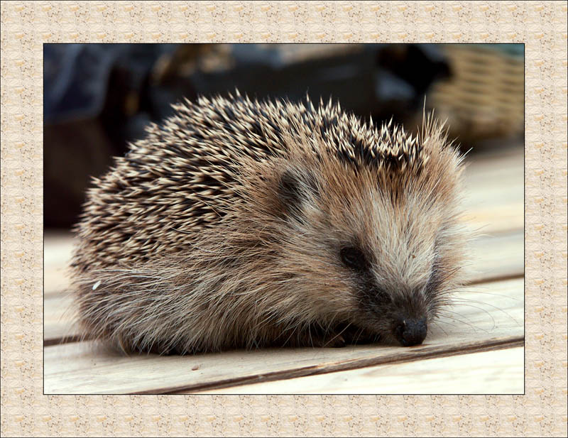 photo "Forest's visitor" tags: nature, wild animals
