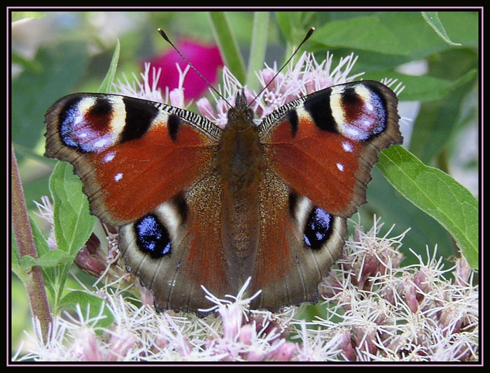 photo "Butterfly" tags: nature, insect