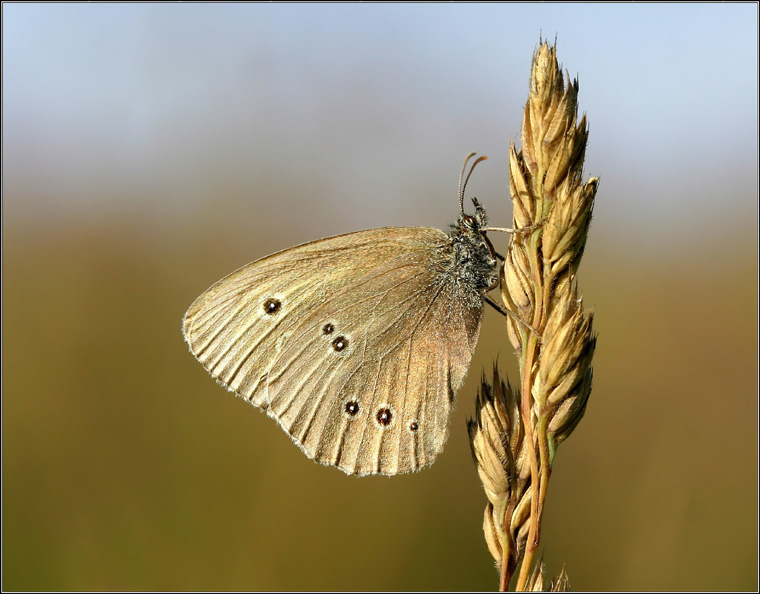 photo "In brown tones" tags: nature, macro and close-up, insect