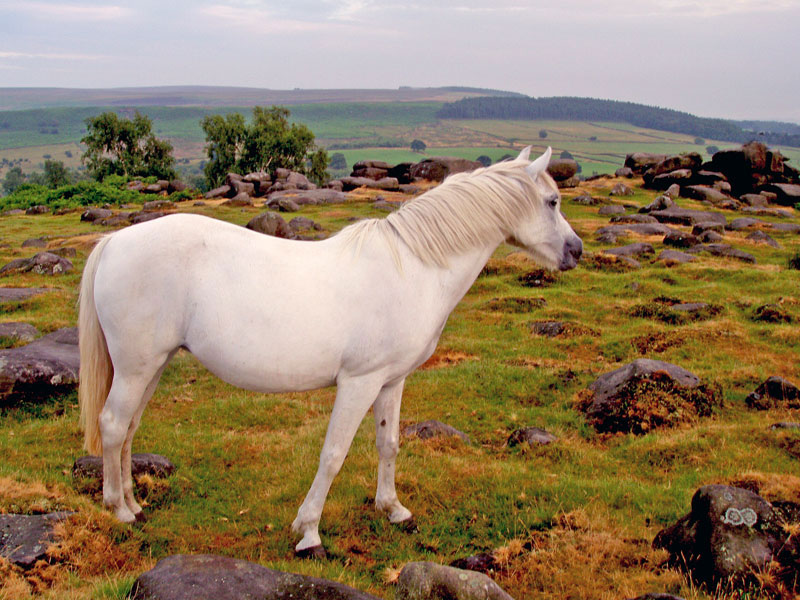 photo "Horse" tags: nature, pets/farm animals