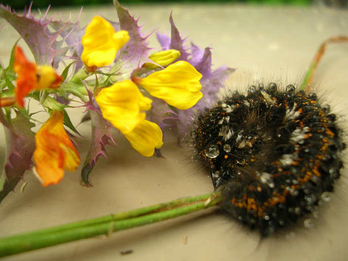 photo "***" tags: macro and close-up, 