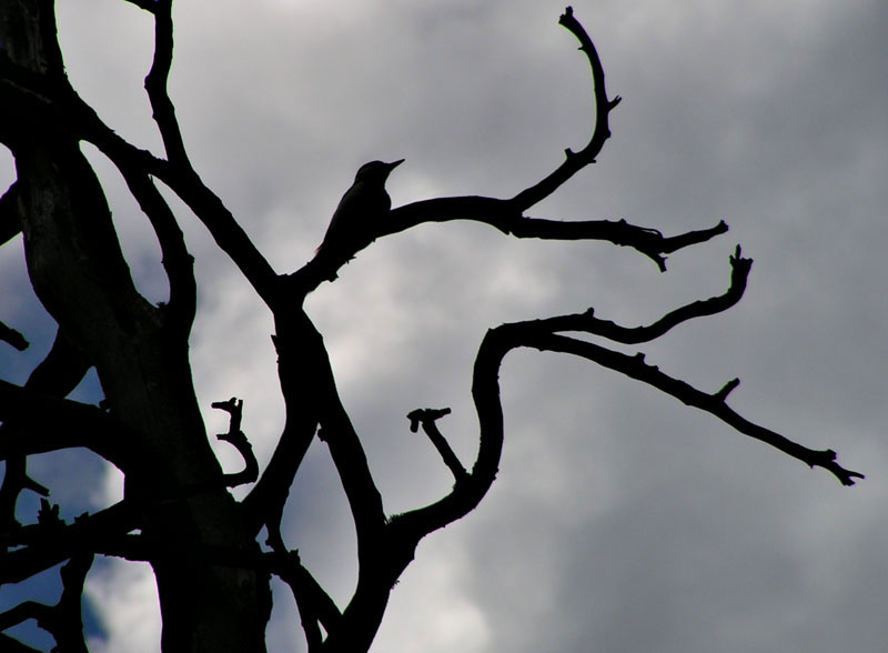 photo "Sky bird" tags: nature, wild animals