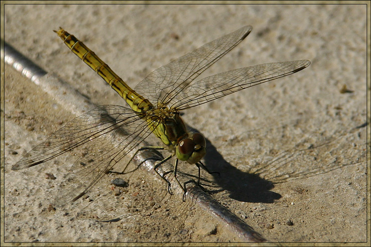 photo "***" tags: nature, macro and close-up, insect