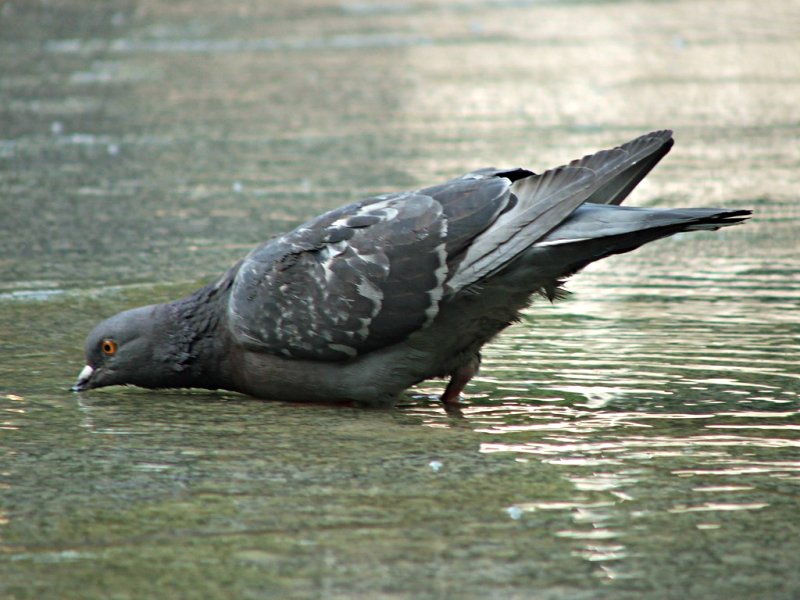 photo "The bird in the fountain" tags: nature, landscape, water, wild animals