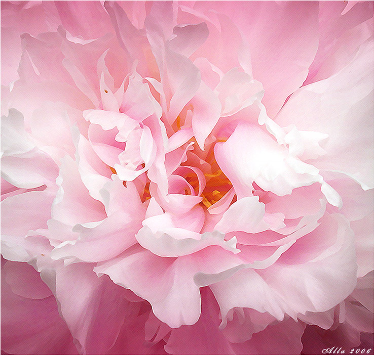 фото "Розовые страсти" метки: природа, цветы