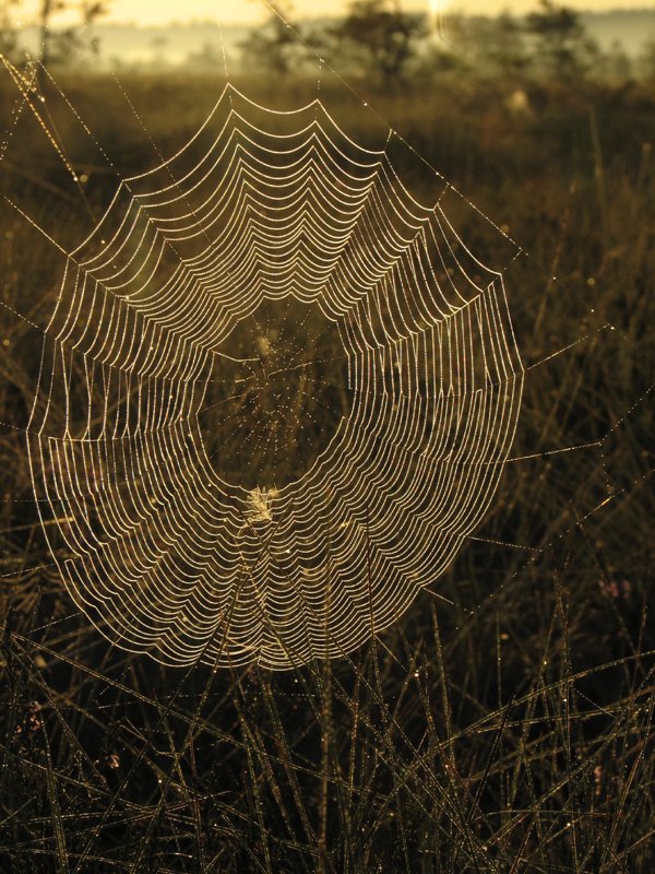 фото "Designed by spider" метки: пейзаж, природа, закат, насекомое