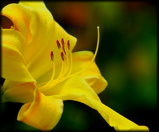 photo "Yellow" tags: nature, flowers