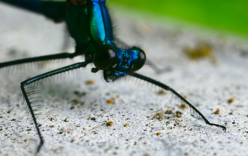 photo "Dragon-fly" tags: nature, insect