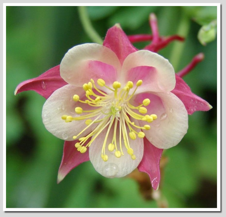 фото "Flower" метки: макро и крупный план, 
