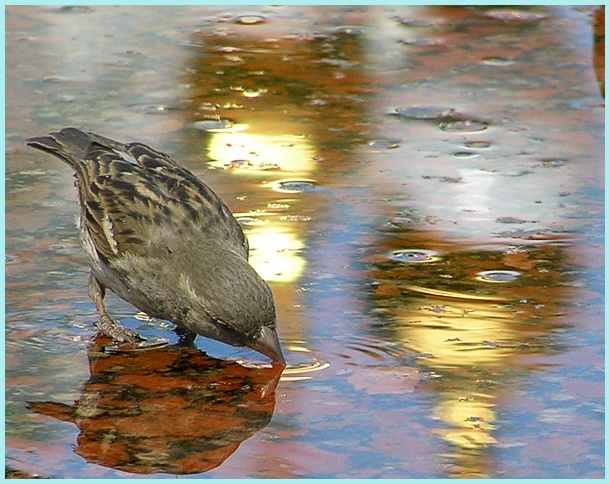 photo "Sparrow and smile" tags: nature, wild animals