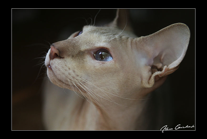 photo "These eyes, these light-blue eyes" tags: nature, pets/farm animals