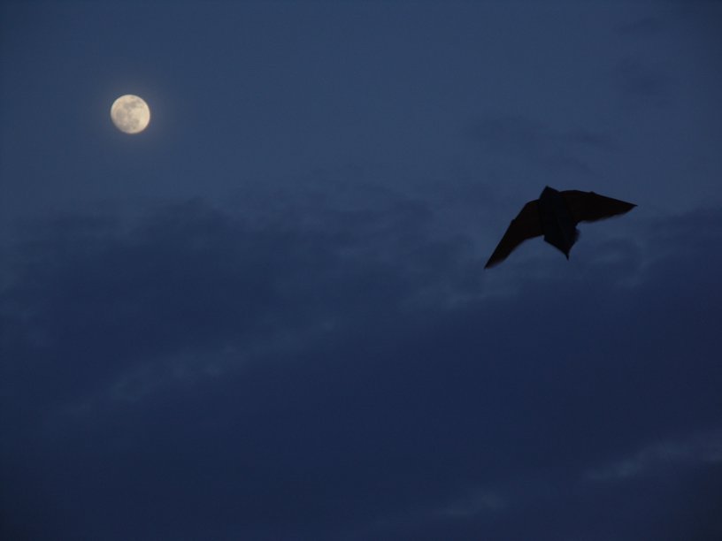 photo "The bird and the moon" tags: misc., 