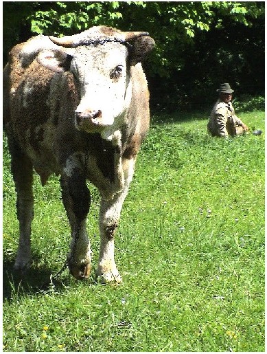 photo "in pasture" tags: landscape, summer