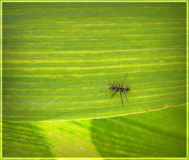 photo "***" tags: nature, macro and close-up, insect