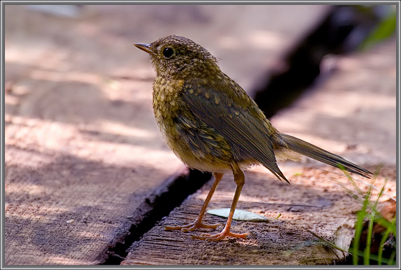 photo "Curious." tags: nature, wild animals