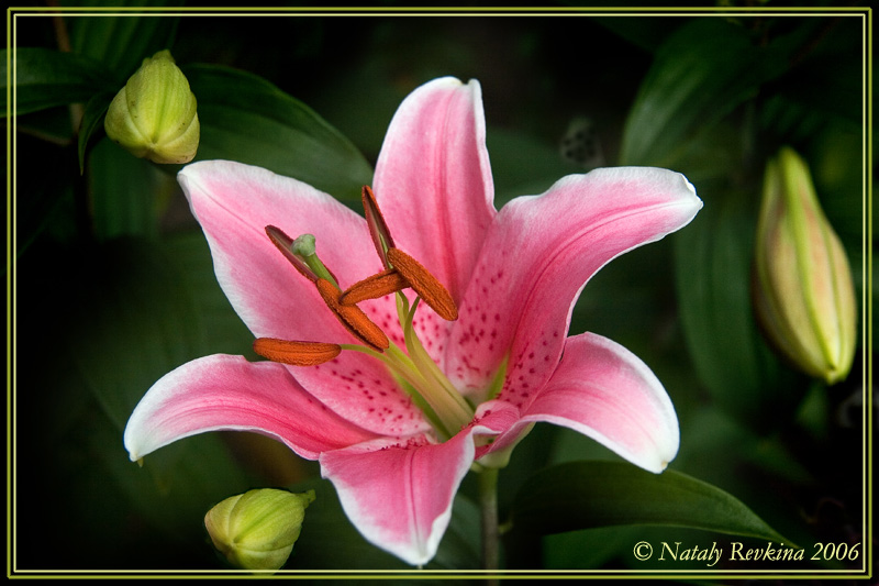 photo "A lily" tags: , 