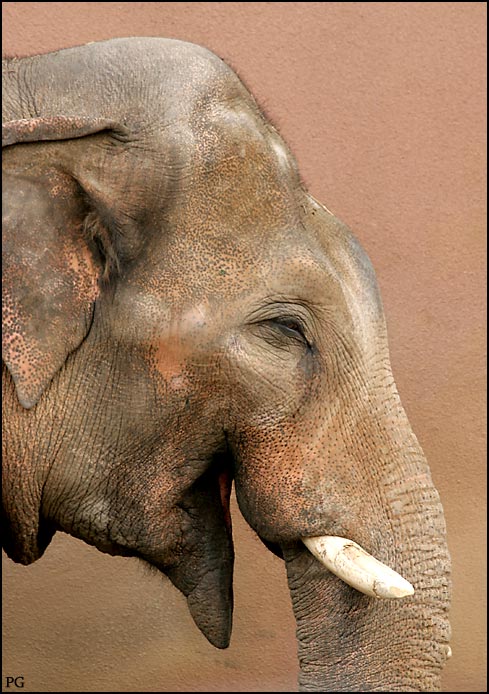 фото "Веселый слоник" метки: природа, дикие животные, домашние животные
