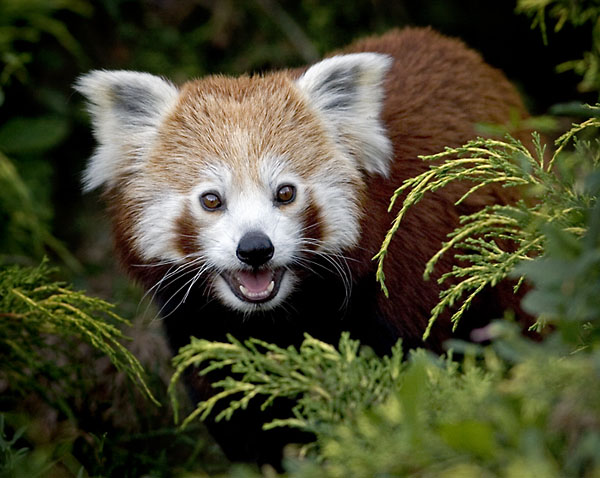 фото "Panda" метки: природа, портрет, дикие животные