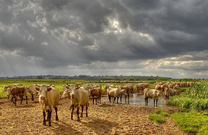 photo "*" tags: nature, landscape, pets/farm animals, summer