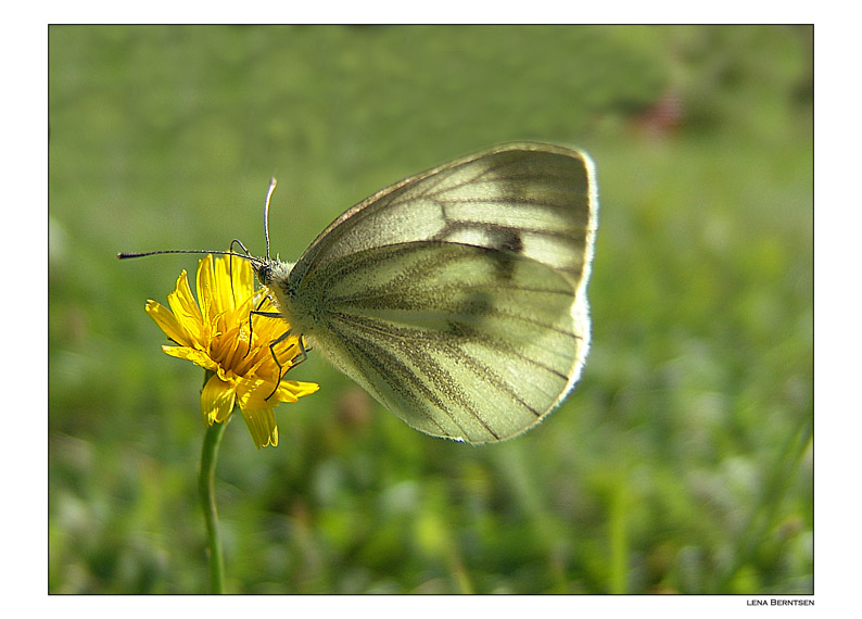 photo "Sweet flower..." tags: macro and close-up, nature, insect