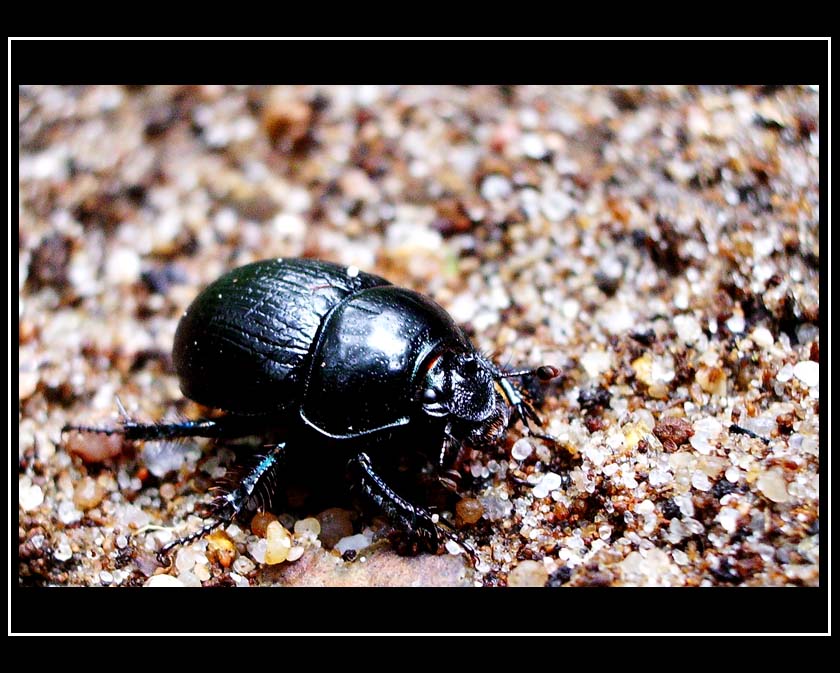 photo "Lucanus cervus" tags: macro and close-up, nature, insect