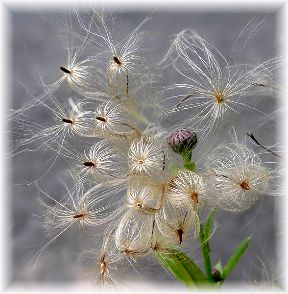 photo "If the youth could know" tags: nature, macro and close-up, flowers