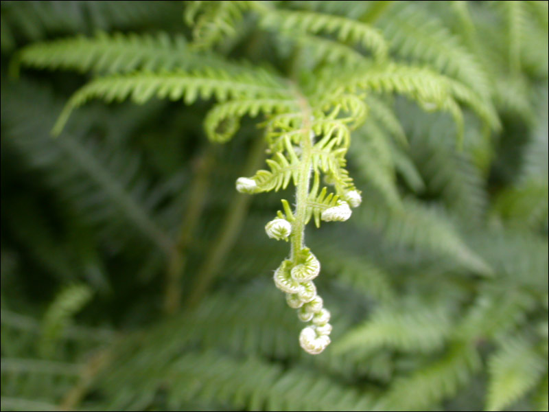 photo "Twisted Green Plant" tags: macro and close-up, nature, flowers