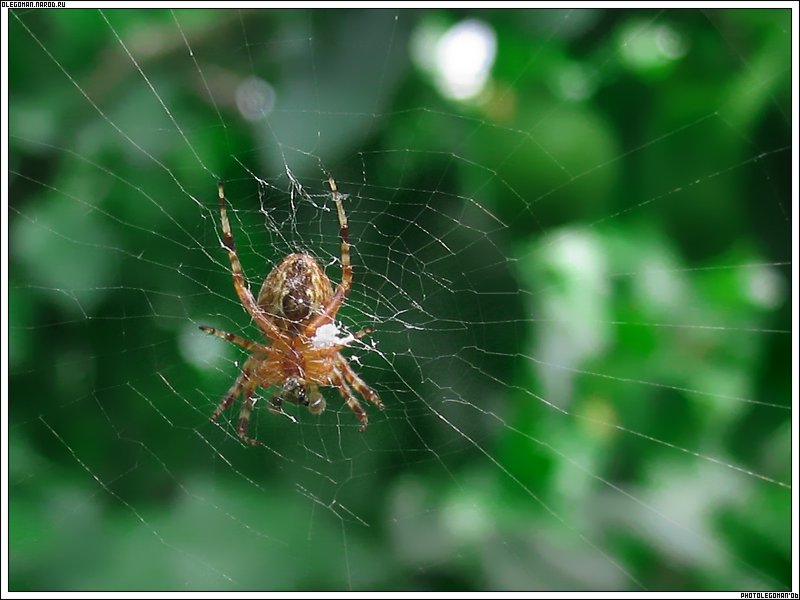 фото "Web дизайнЭр" метки: макро и крупный план, природа, насекомое