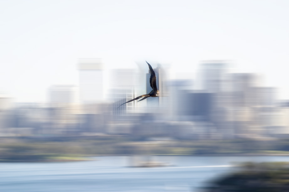 фото "Speeed - did I take it or is the Bird that fast?" метки: природа, путешествия, Австралия, дикие животные