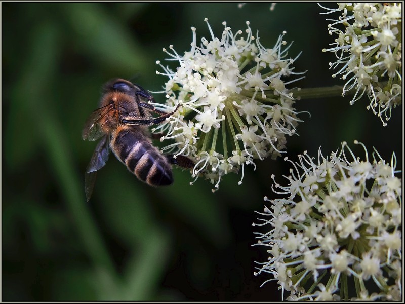 photo "July honey" tags: macro and close-up, nature, insect