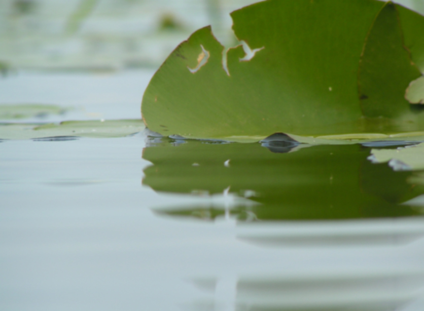 photo "<>" tags: landscape, water