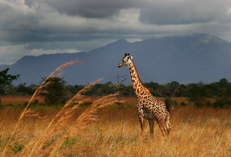 photo "What are you thinking of, big boy..?" tags: landscape, travel, Africa