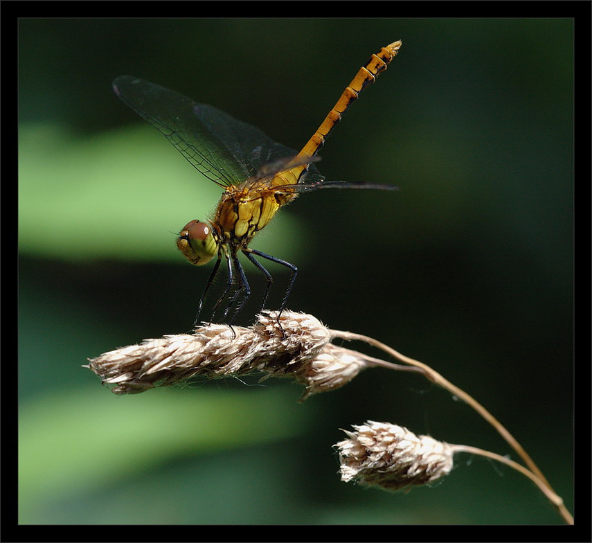 photo "Sympetrum sanguineum" tags: nature, macro and close-up, insect