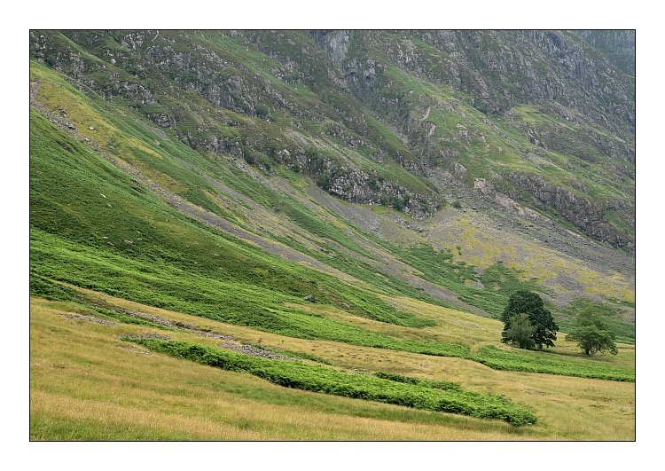 photo "Trees" tags: landscape, mountains