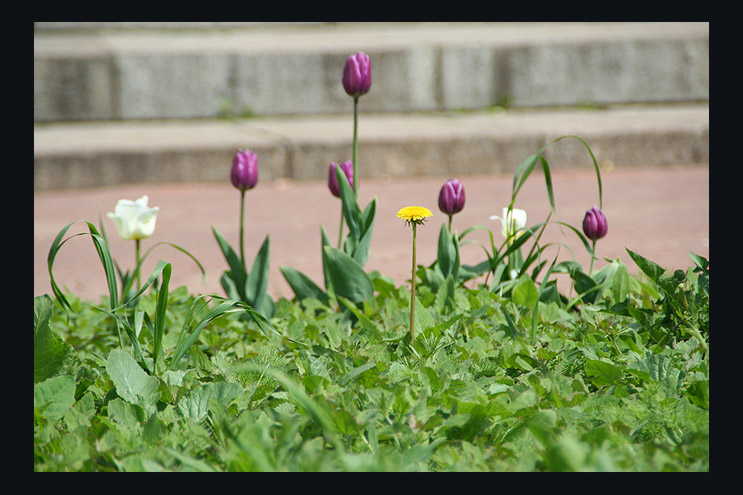фото "Этюд заброшенной клумбы" метки: природа, юмор, цветы