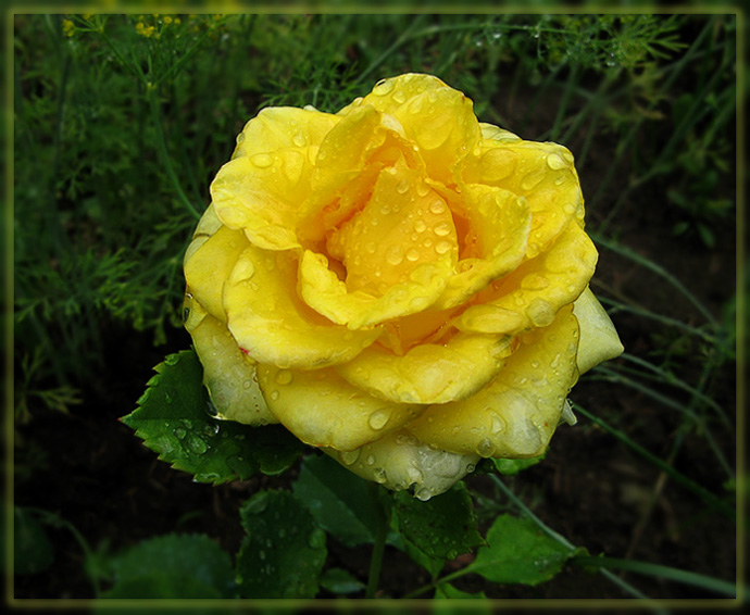 photo "Rain" tags: nature, flowers