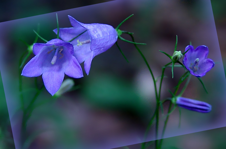 photo "Their secrets" tags: nature, flowers