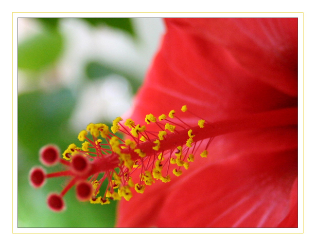 photo "***" tags: macro and close-up, nature, flowers