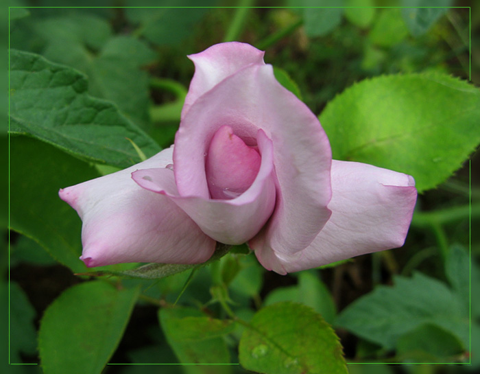 photo "***" tags: nature, flowers