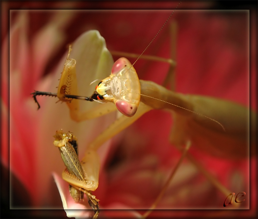 photo "***" tags: macro and close-up, 